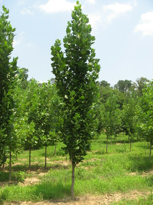 Тополь Пирамидально-осокоревый Камышинский (Populus 'Kamyshinskij')