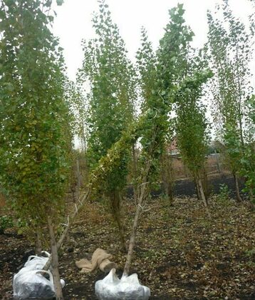 Тополь берлинский (Populus x berolinensis)