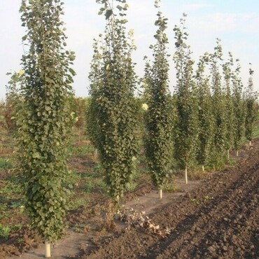 Тополь дрожащий (осина) (Populus tremula)