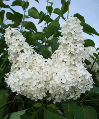 Сирень обыкновенная Весенние матрешки (Syringa vulgaris 'Vesennie Matreshki')