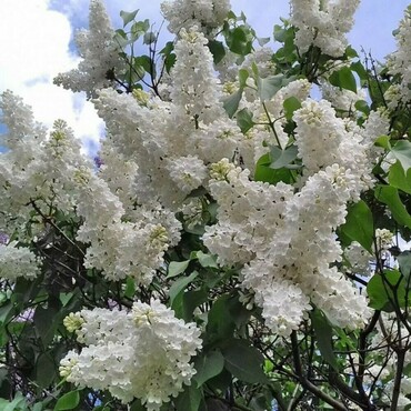 Сирень обыкновенная Галина Острякова (Syringa vulgaris 'Galina Ostryakova')