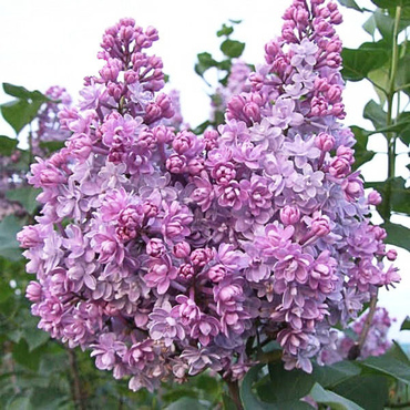 Сирень обыкновенная Лазурная (Syringa vulgaris 'Lazurnaya')