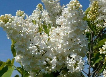 Сирень обыкновенная Мадам Флорен Степман (Syringa vulgaris 'Mme Florent Stepman')
