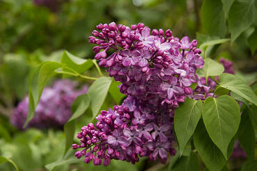 Сирень обыкновенная Никитская (Syringa vulgaris 'Nikitskaya')