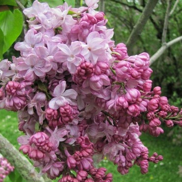 Сирень обыкновенная Поль Дешанель (Syringa vulgaris 'Paul Deschanel')