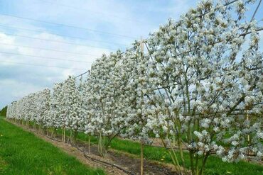Ирга Ламарка (Amelanchier lamarckii) (арка)