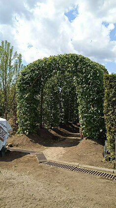 Липа европейская Паллида (Tilia x europaea 'Pallida') (арка)