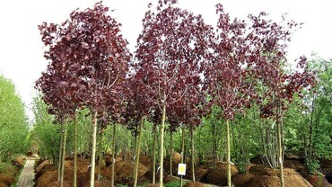 Клен остролистный Фассенс Блэк (Acer platanoiodes 'Faassen\'s Black')