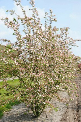 Яблоня декоративная Профессор Шпренгер (Malus 'Professor Sprenger')