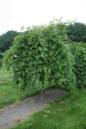 Ясень обыкновенный Пендула (Fraxinus excelsior 'Pendula')