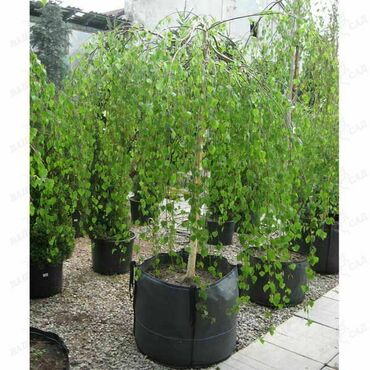 Береза Грацилис (Betula pendula 'Gracilis')