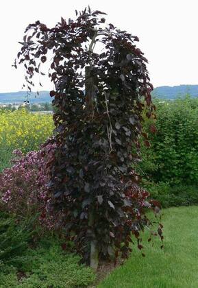 Береза Пендула Пурпуреа (Betula pendula 'Purpurea')
