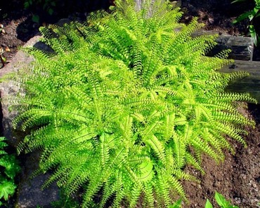 Адиантум стоповидный (Adiantum pedatum)