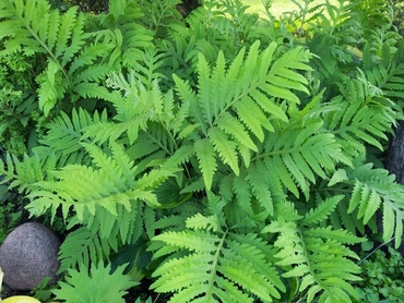 Оноклея чувствительная (Onoclea sensibilis)