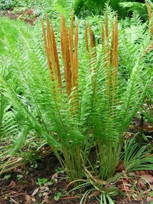 Осмунда азиатская (Osmunda asiatica)
