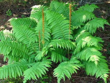 Осмунда королевская (Osmunda regalis)