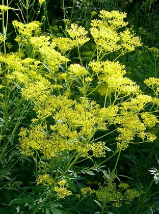 Патриния скабиозолистная (Patrinia scabiosifolia)