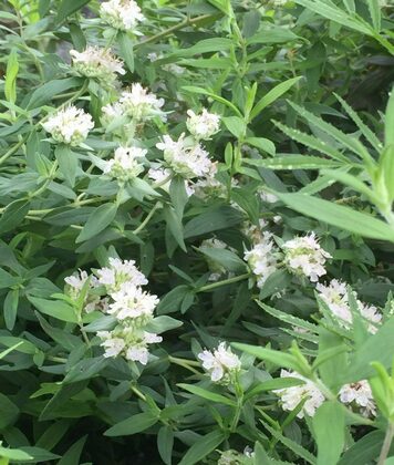 Пиктантемум извилистый Мята горная (Pycnanthemum flexuosum)