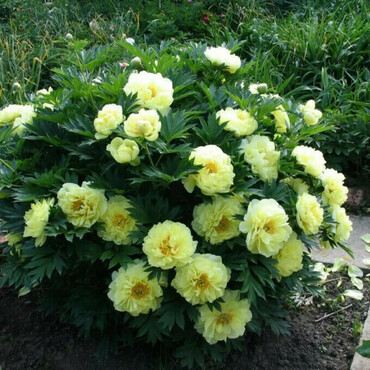 Пион гибридный Бартзелла (Paeonia 'Bartzella')