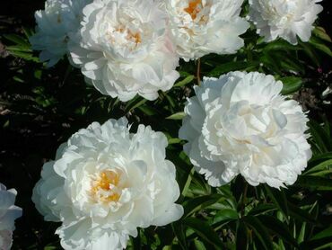 Пион молочноцветковый Элис Хардинг (Paeonia lactiflora 'Alice Harding')