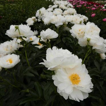 Пион молочноцветковый Америка (Paeonia lactiflora 'Amerika')