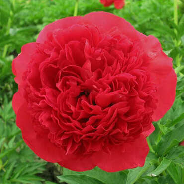Пион молочноцветковый Комманд Перформанс (Paeonia lactiflora 'Command Performance')
