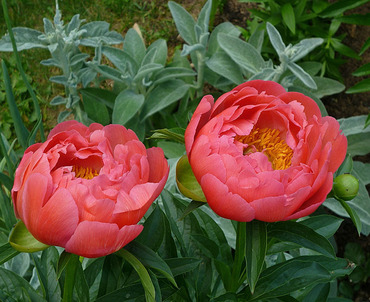 Пион молочноцветковый Корал Сансет (Paeonia lactiflora 'Coral Sunset')