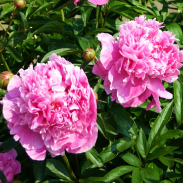 Пион молочноцветковый Доктор Александр (Paeonia lactiflora 'Dr. Alexander')
