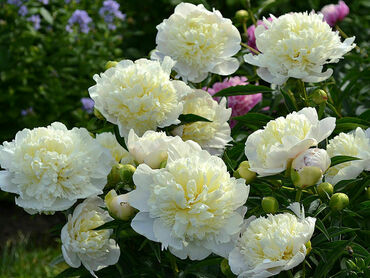 Пион молочноцветковый Дюшес де Немур (Paeonia lactiflora 'Duchesse de Nemours')