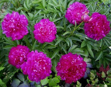 Пион молочноцветковый Феликс Крусс (Paeonia lactiflora 'Felix Crousse')
