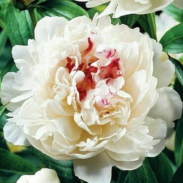 Пион молочноцветковый Фестива Максима (Paeonia lactiflora 'Festiva Maxima')