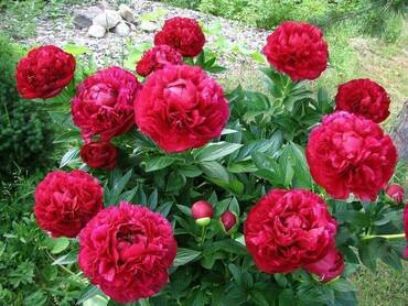Пион молочноцветковый Генри (Paeonia lactiflora 'Henry')