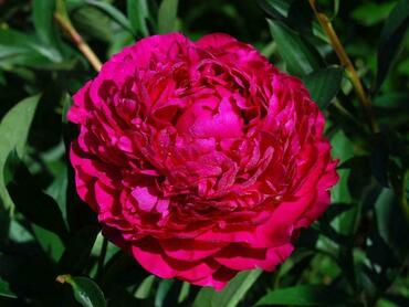 Пион молочноцветковый Канзас (Paeonia lactiflora 'Kansas')