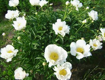 Пион молочноцветковый Мисс Америка (Paeonia lactiflora 'Miss America')
