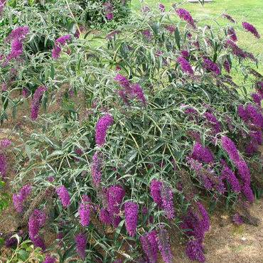 Будлея Давида Нанхо Пёрпл (Buddleja davidii 'Nanho Purple')