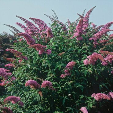Будлея Давида Пинк Делайт (Buddleja davidii 'Pink Delight')