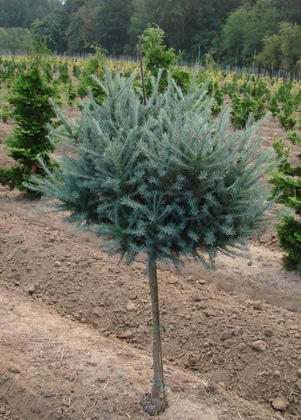 Лиственница японская Блю Болл (Larix kaempferi 'Blue Ball')