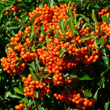 Пираканта Оранж Глоу (Pyracantha 'Orange Glow')