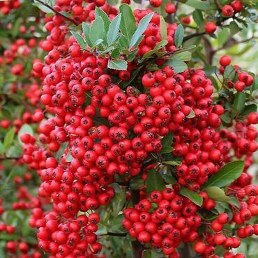 Пираканта Ред Колумн (Pyracantha 'Red Column')