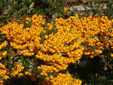 Пираканта Солей Дор (Pyracantha 'Soleil d'Or')