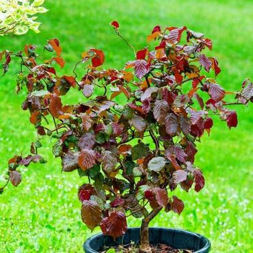 Лещина обыкновенная Ред Маджестик (Corylus avellana 'Red Majestic')