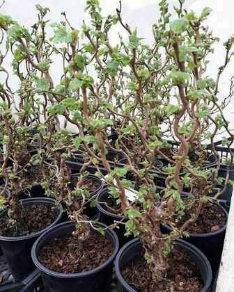 Лещина обыкновенная Скутер (Corylus avellana 'Scooter')