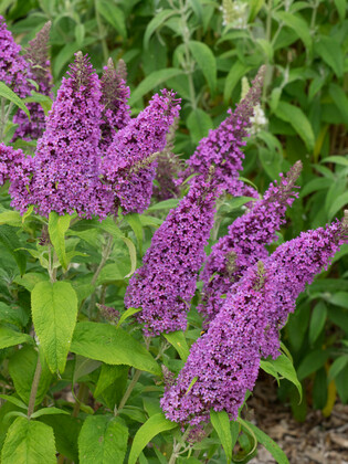 Будлея Давида Пикок (Buddleja davidii 'Peacock')