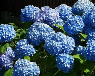 Гортензия крупнолистная Боденси (Hydrangea macrophylla 'Bodensee')