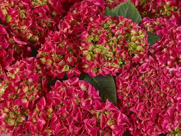 Гортензия крупнолистная Брайт Ред (Hydrangea macrophylla 'Bright Red')