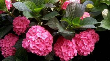Гортензия крупнолистная Форевер энд Эвер Пинк (Hydrangea macrophylla 'Forever&Ever Pink')