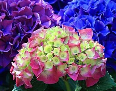Гортензия крупнолистная Триколор (Hydrangea macrophylla 'Tricolor')