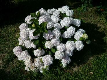 Гортензия крупнолистная Доппио Бианко (Hydrangea macrophylla 'Doppio Bianco')