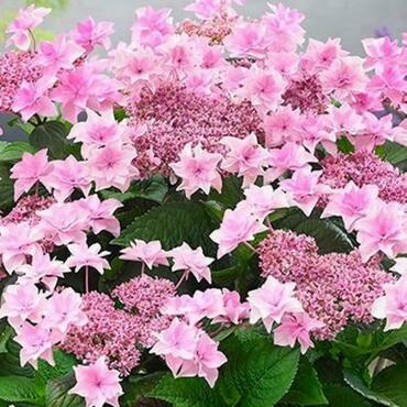 Гортензия крупнолистная Доппио Роза (Hydrangea macrophylla 'Doppio Rosa')