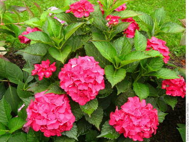 Гортензия крупнолистная Форевер энд Эвер Ред (Hydrangea macrophylla 'Forever&Ever Red')